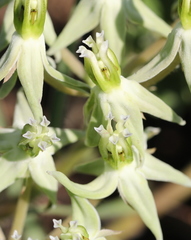 Asclepias eminens
