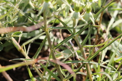 Asclepias eminens