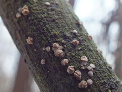 Chlorociboria glauca