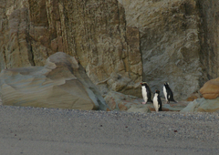 Eudyptes pachyrhynchus