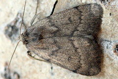 Athetis pallustris