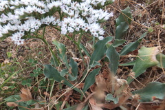 Goniolimon italicum