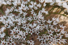 Goniolimon italicum