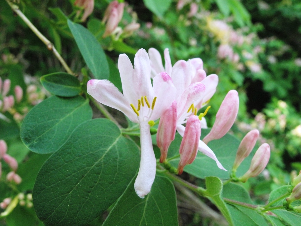 Lonicera X bella