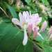 Lonicera × bella - Photo (c) Leanne Wallis,  זכויות יוצרים חלקיות (CC BY-NC), uploaded by Leanne Wallis