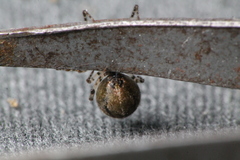 Cryptachaea blattea