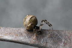 Cryptachaea blattea