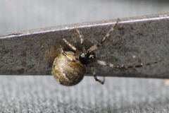 Cryptachaea blattea