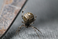 Cryptachaea blattea