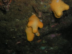 Alcyonium digitatum