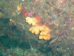 Alcyonium digitatum
