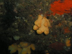 Alcyonium digitatum