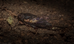 Birrima varians