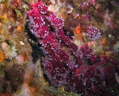 Alcyonium