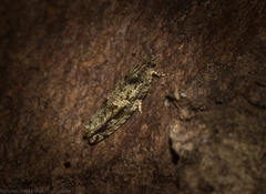 Metrioglypha phyllodes