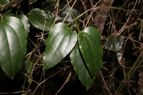 Image of Clematis glycinoides by (c) Greg Tasney, some rights reserved (CC BY-SA)