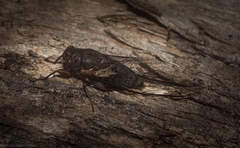 Birrima varians