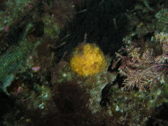 Tethya citrina