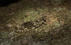 Metrioglypha phyllodes