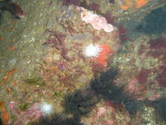 Actinothoe sphyrodeta