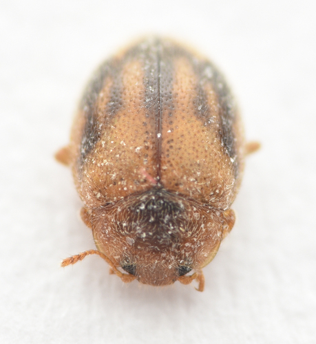 Round-keeled Rhyzobius