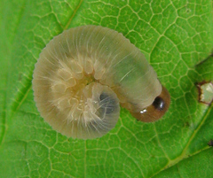 Empria pallimacula