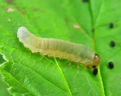 Empria pallimacula