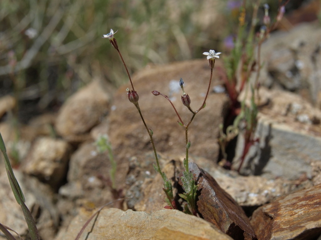 Clokey's gilia