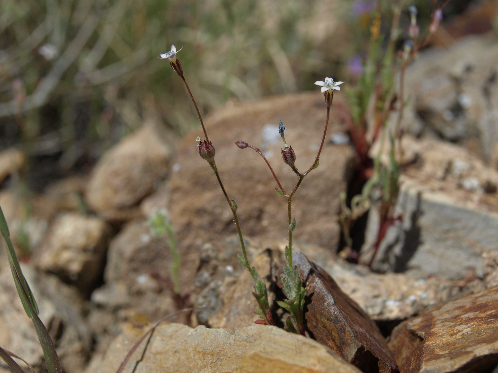 Gilia clokeyi