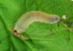 Empria pallimacula