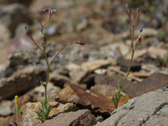 Gilia clokeyi