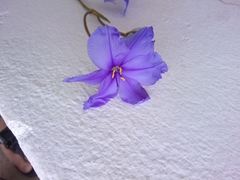 Aristea oligocephala