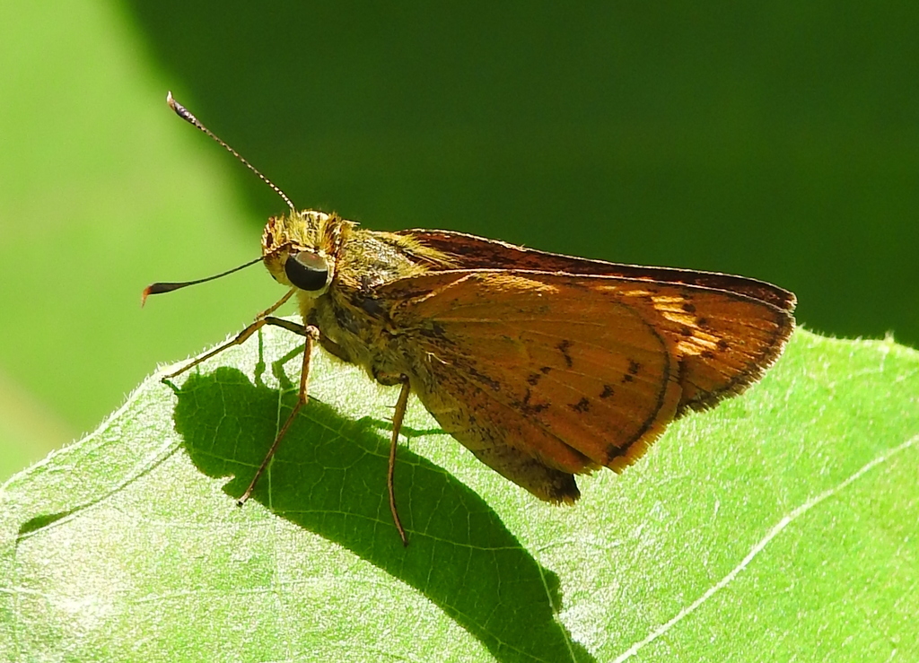 Linna Palm Dart