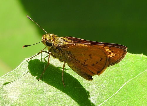 Linna Palm Dart