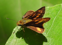 Telicota linna