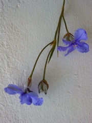 Aristea oligocephala