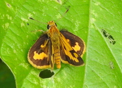 Taractrocera archias