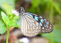 Ideopsis similis persimilis