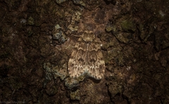 Scaphidriotis xylogramma