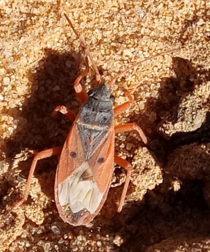 Cosmopleurus fulvipes