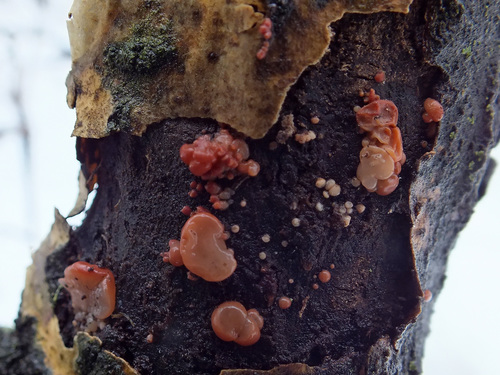 Craterocolla cerasi image