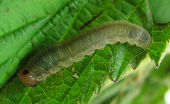 Empria pallimacula