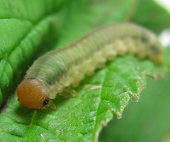 Empria pallimacula