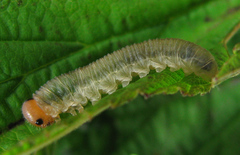 Empria pallimacula