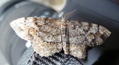 Hypagyrtis piniata