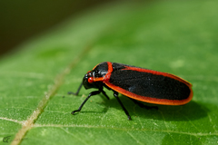 Iphirhina limbata