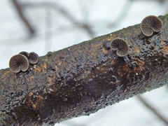 Resupinatus trichotis