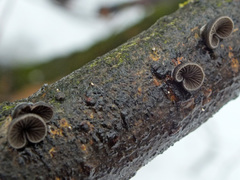 Resupinatus trichotis