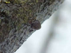 Resupinatus trichotis