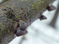 Resupinatus trichotis